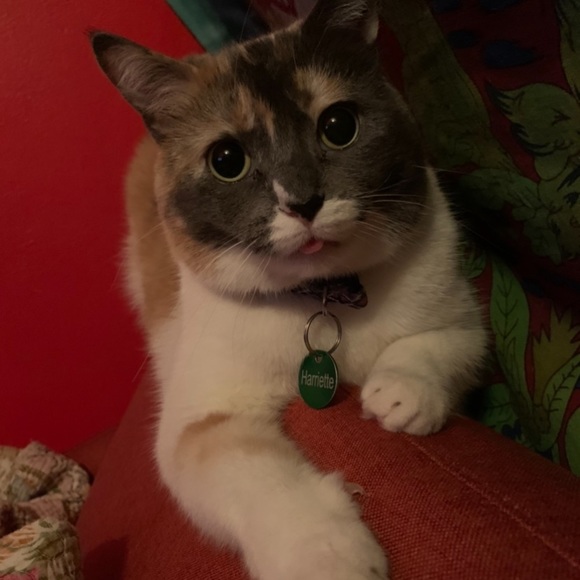 🖤✨Welcome To My Closet✨🖤 - Picture 6 of 7